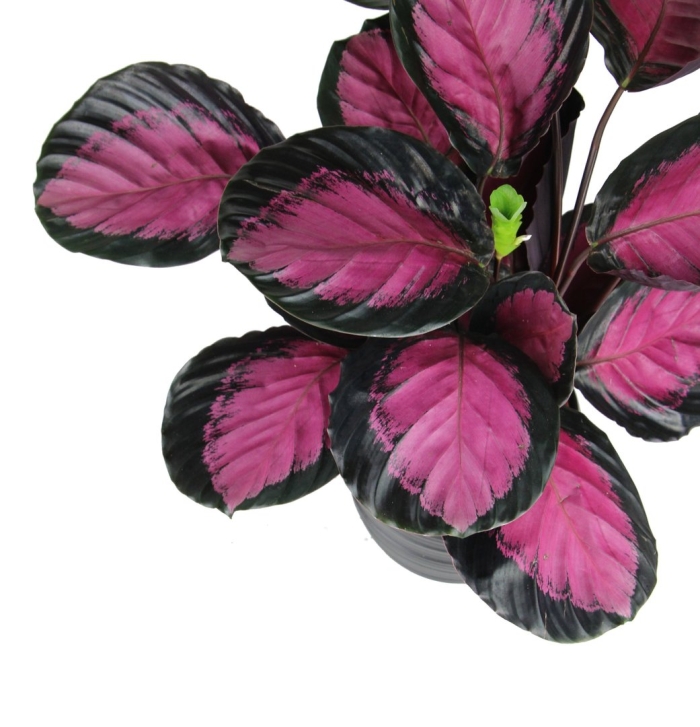 Калатея розеопикта кримсон