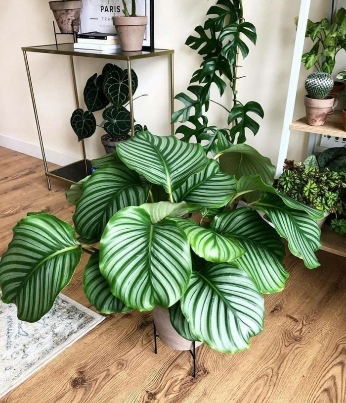 Калатея orbifolia