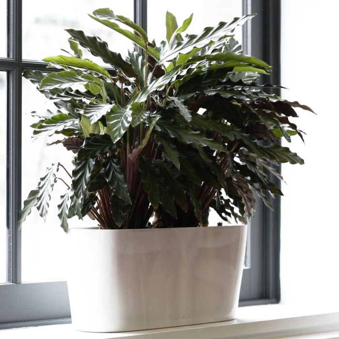 Цветок калатея руфибарба