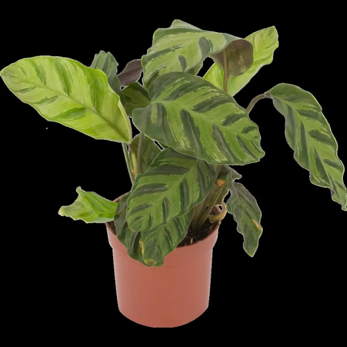 Калатея зебрина