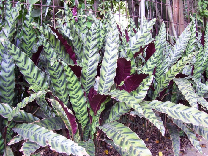 Calathea rufibarba