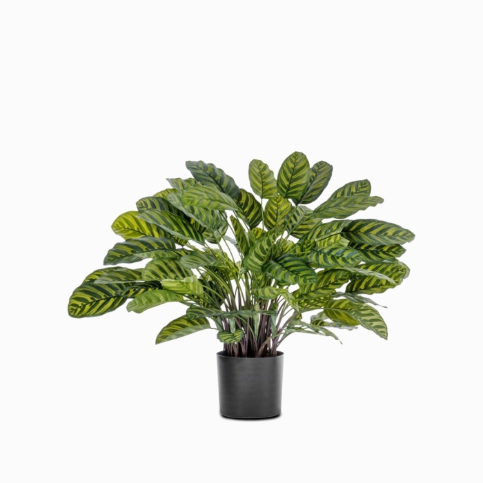 Калатея крупнолистная