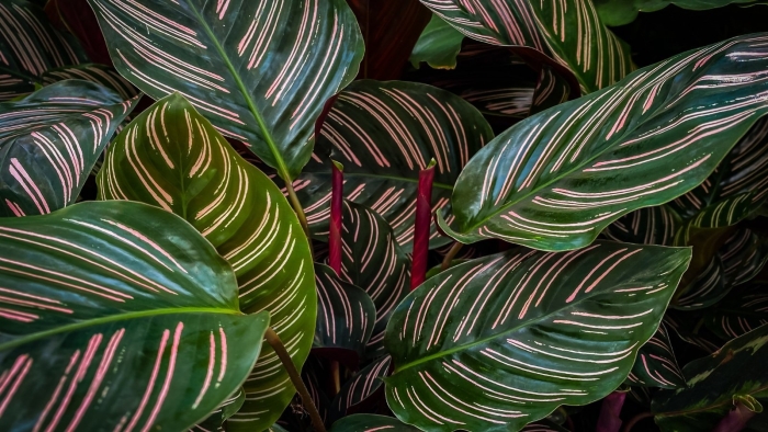 Калатея сандериана