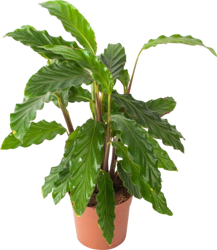 Калатея микс