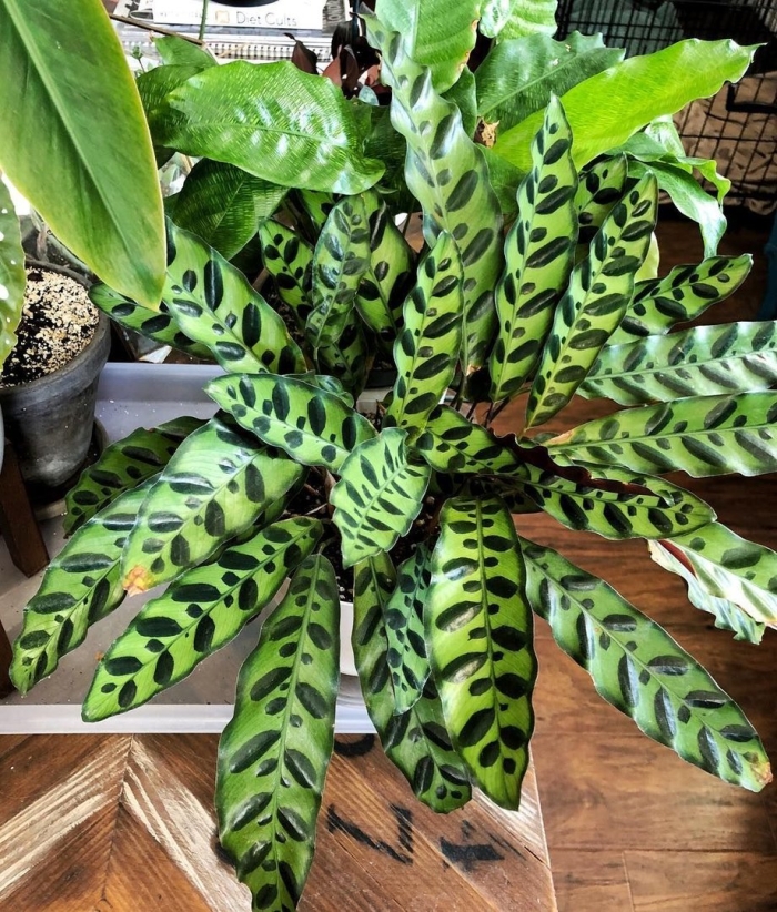 Лансифолия калатея