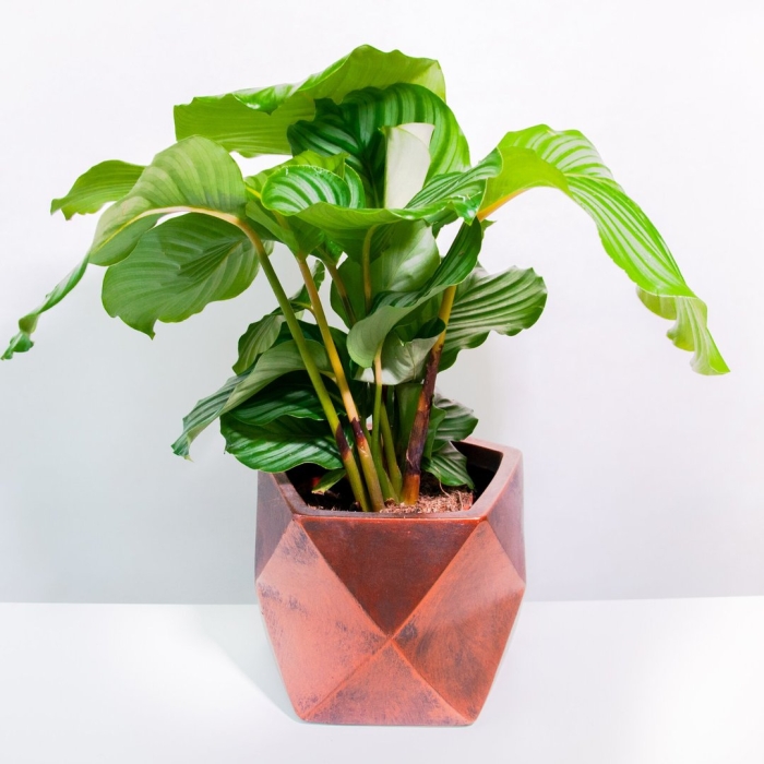 Калатея круглолистная