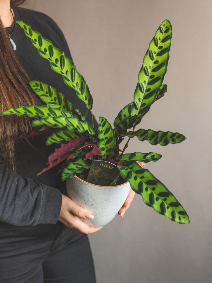 Calathea лансифолия
