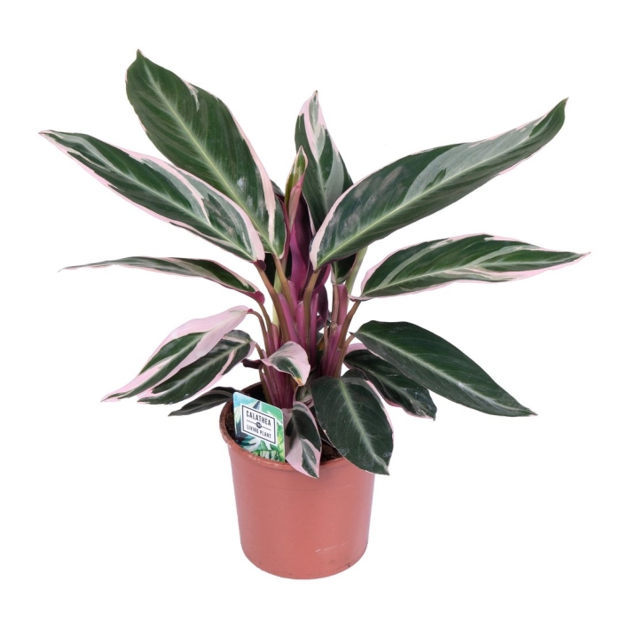 Калатея тропистар