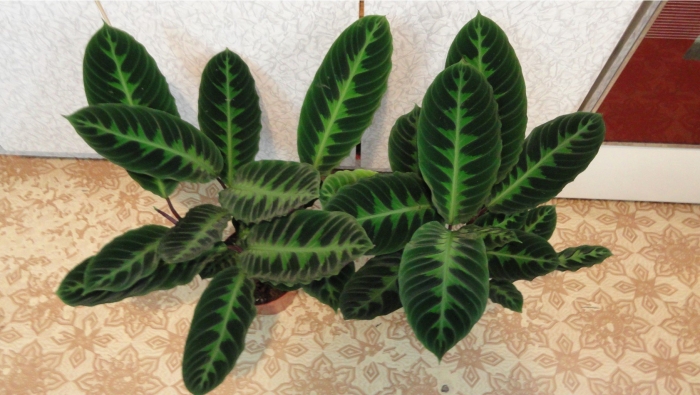 Варшевича калатея