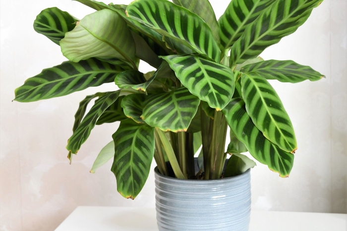 Calathea zebrina