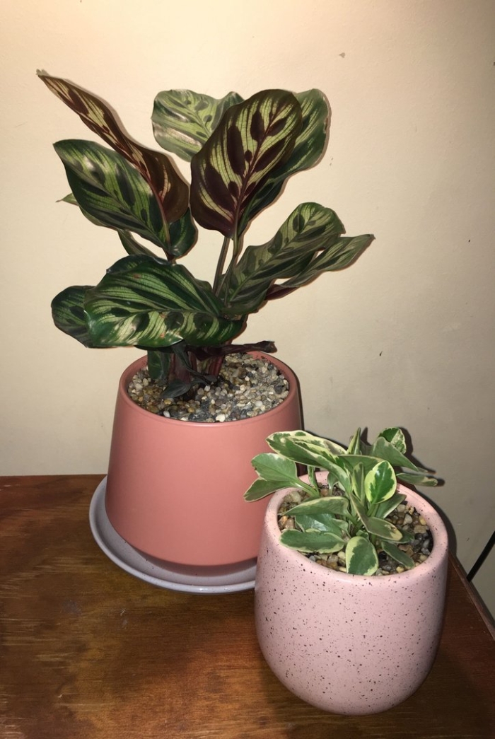 Калатея макояна