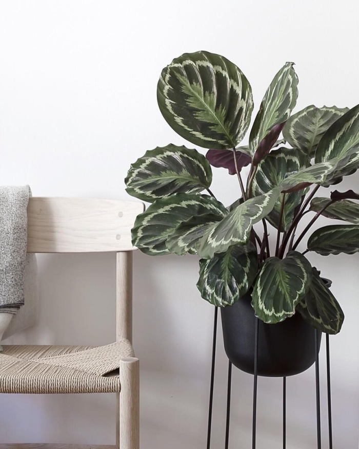 Калатея medallion