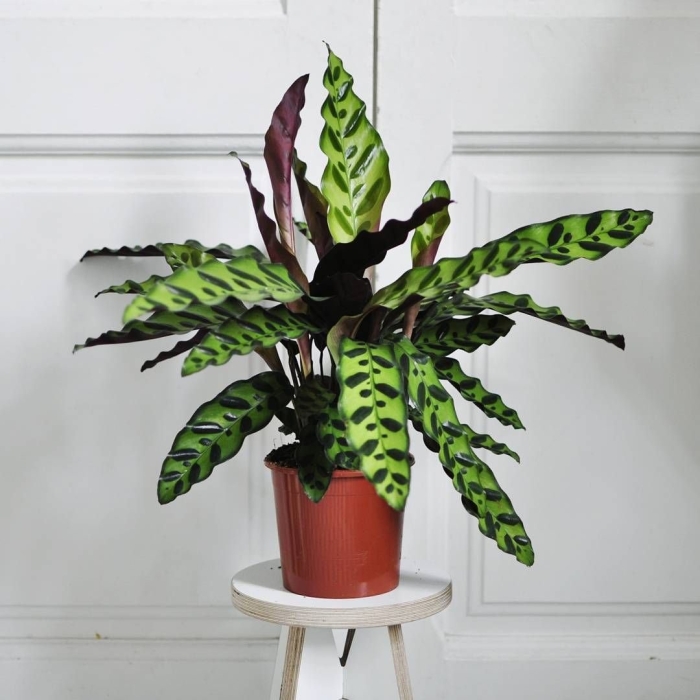 Калатея цветок комнатный