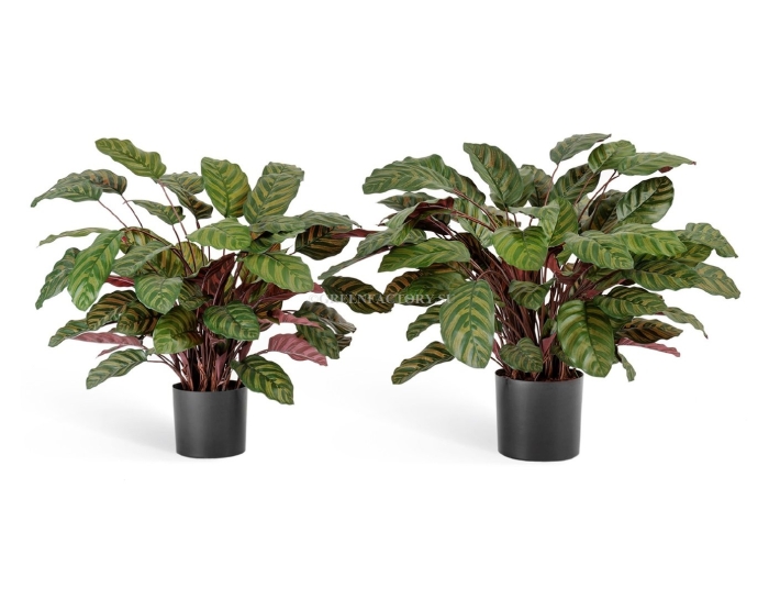 Калатея treez