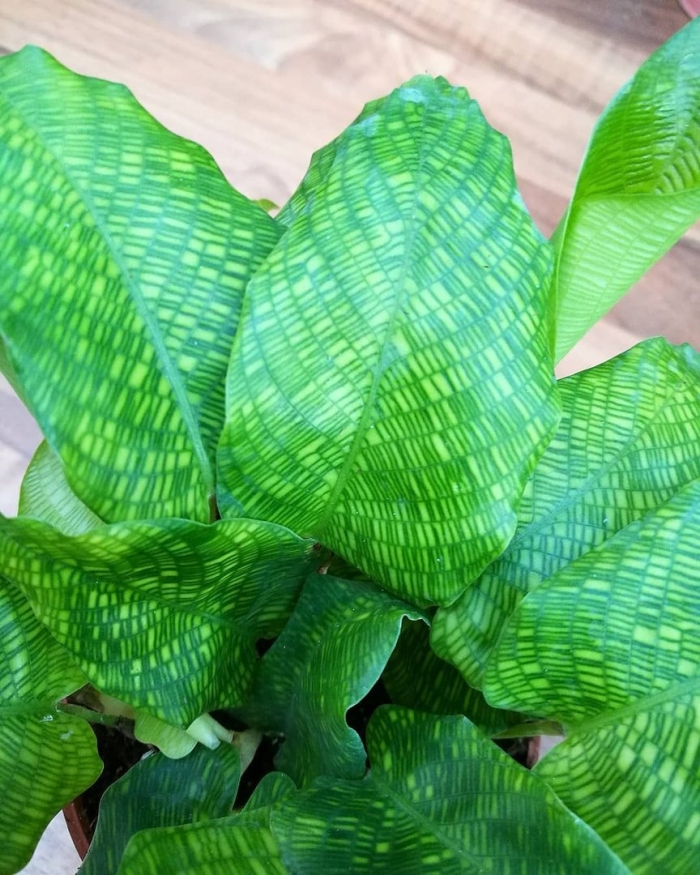 Калатея мозаика нетворк