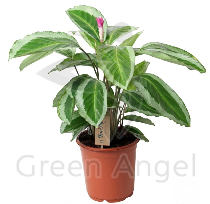 Калатея бикажу гекко