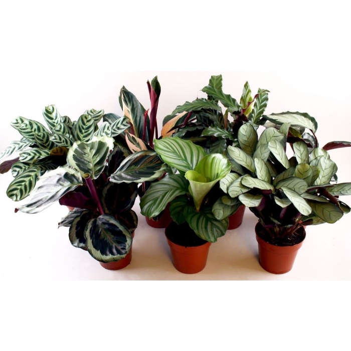 Калатея марантовые