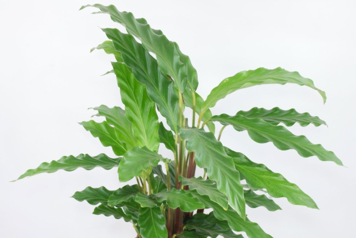 Калатея руфибарба