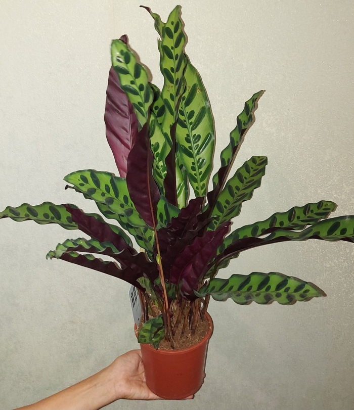 Калатея лансифолия