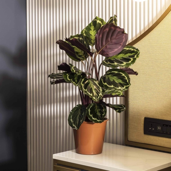 Калатея розеопикта грин