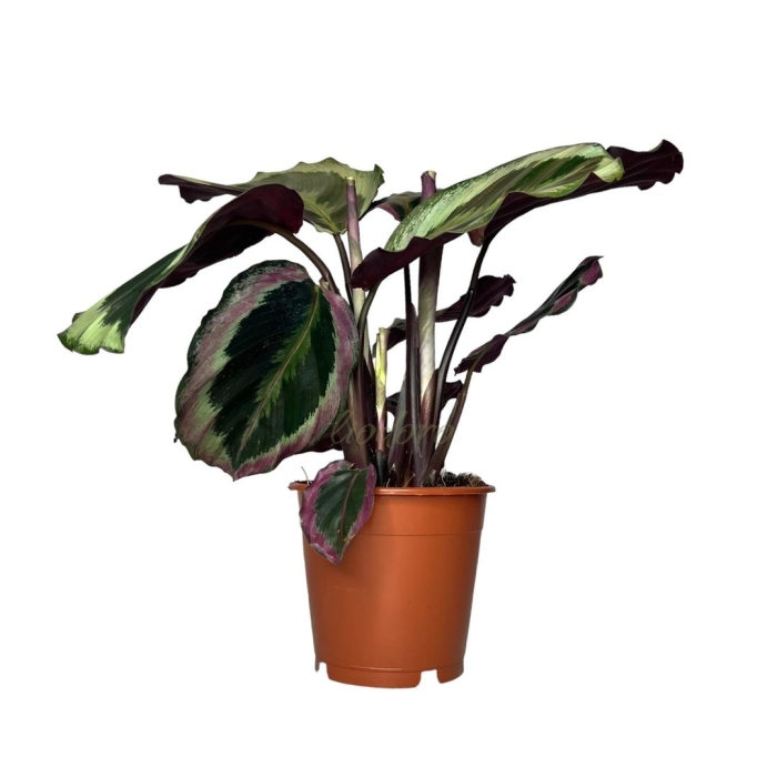 Калатея марион