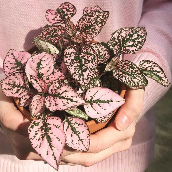 Гипоэстес пинк