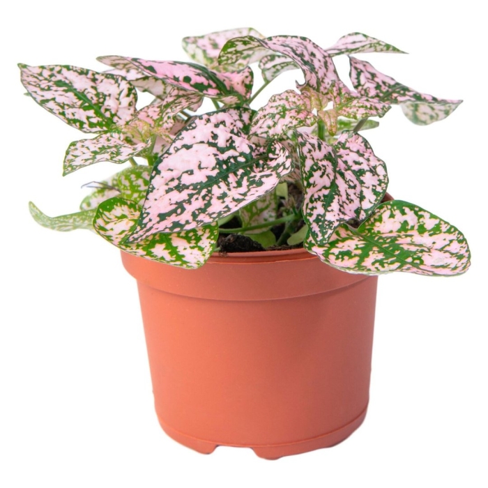 Плант микс гипоэстес