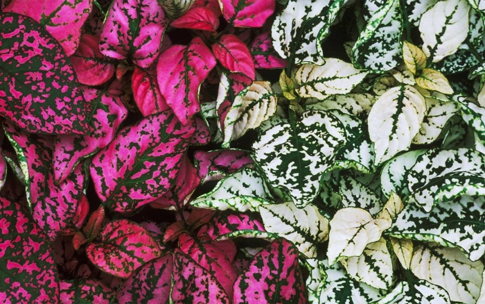 Гипоэстес цветок