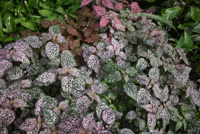 Гипоэстес листотычинковый