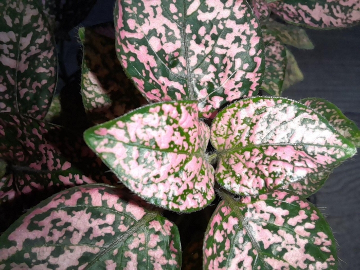 Пилея гипоэстес