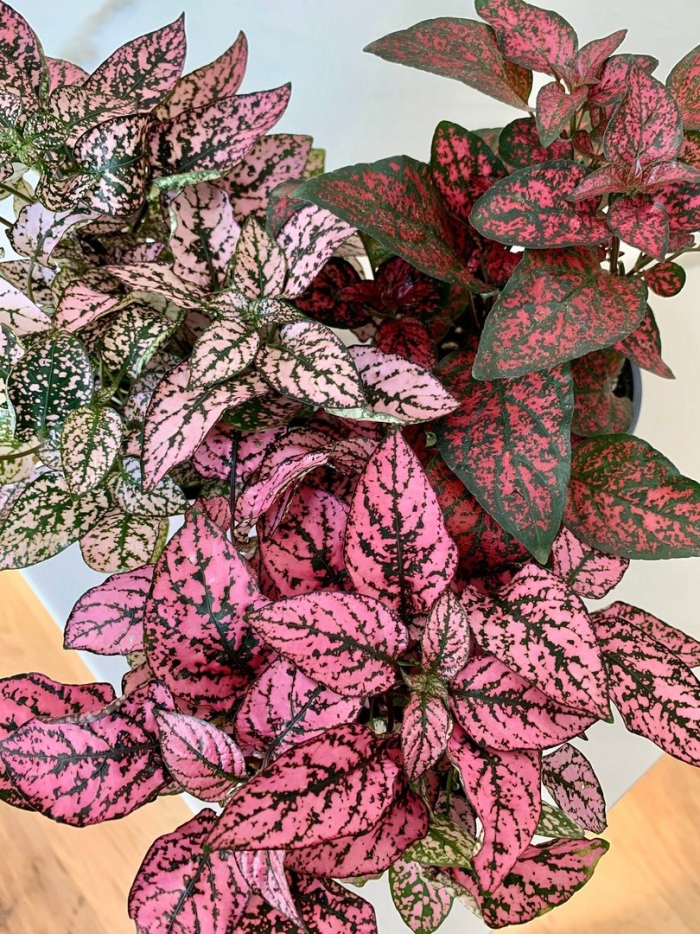 Гипоэстес растение