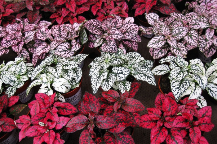 Гипоэстес листоколосниковый