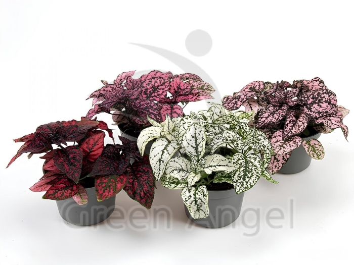 Фиттония гипоэстес