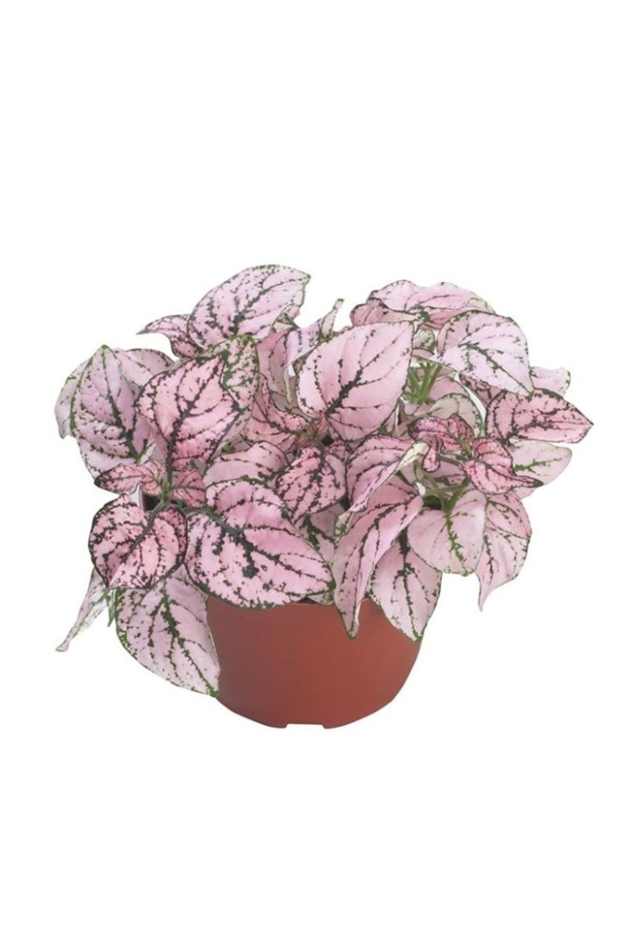 Гипоестес конфетти розовый