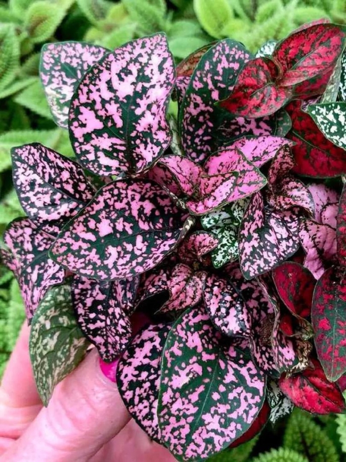 Плант микс гипоэстес