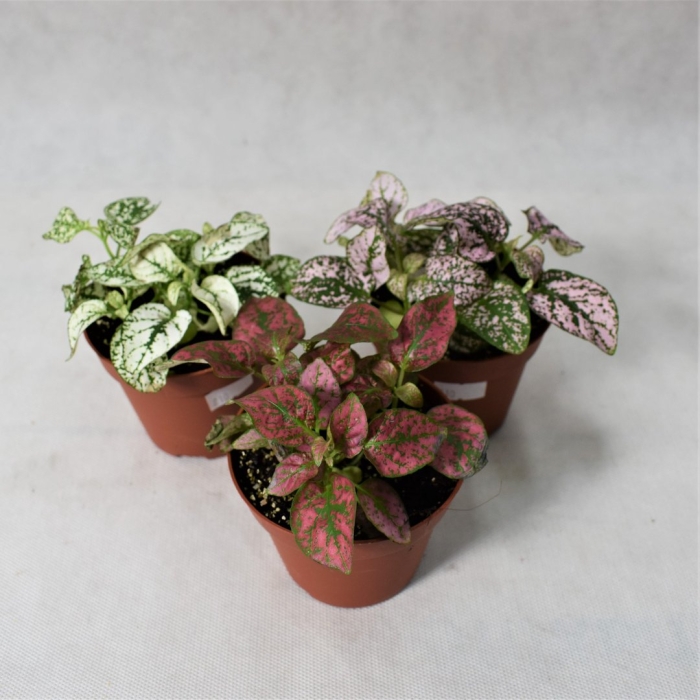 Гипоэстес цветок комнатный