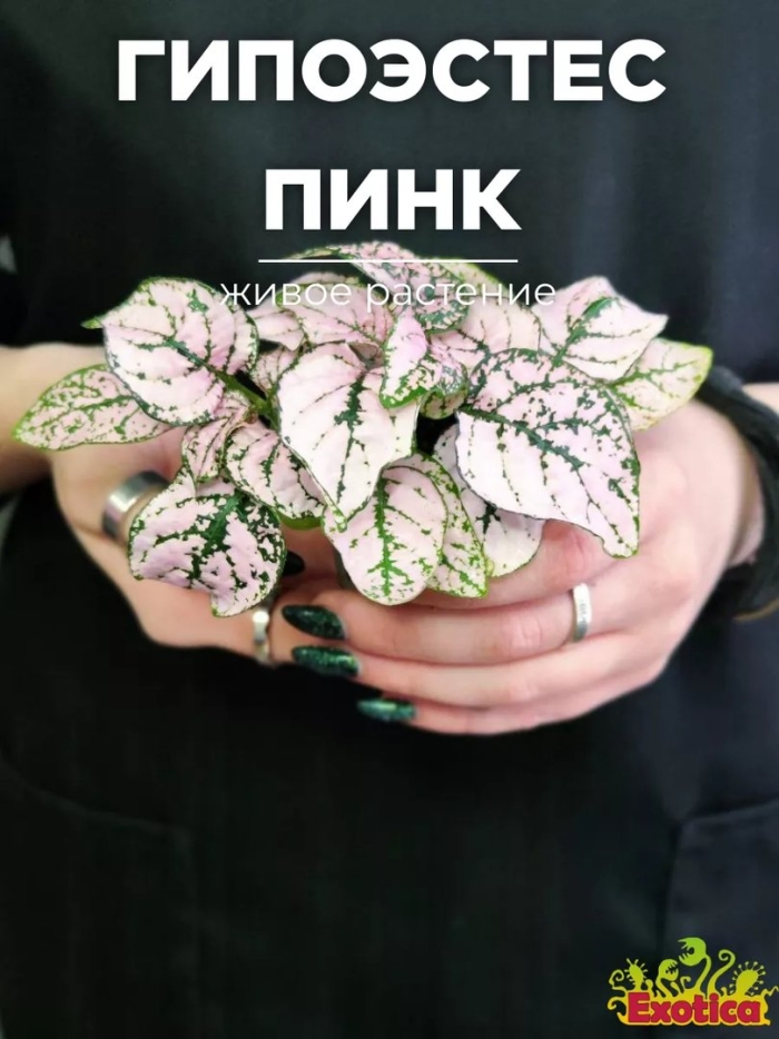 Гипоэстес листоколосковый