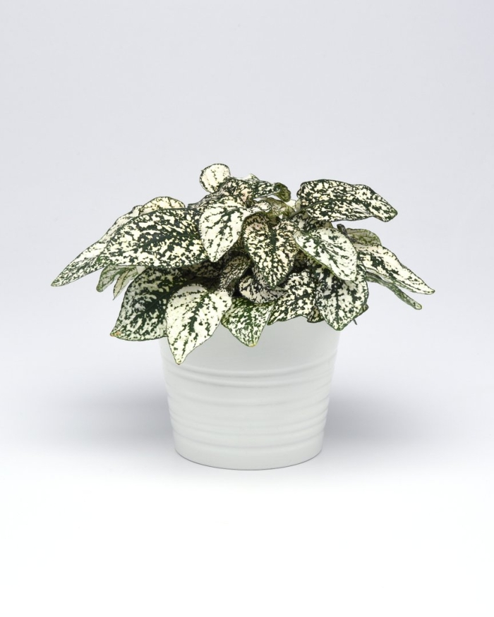 Гипоэстес d7