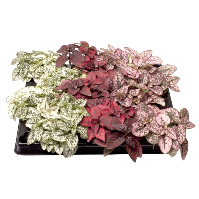 Фиттония микс