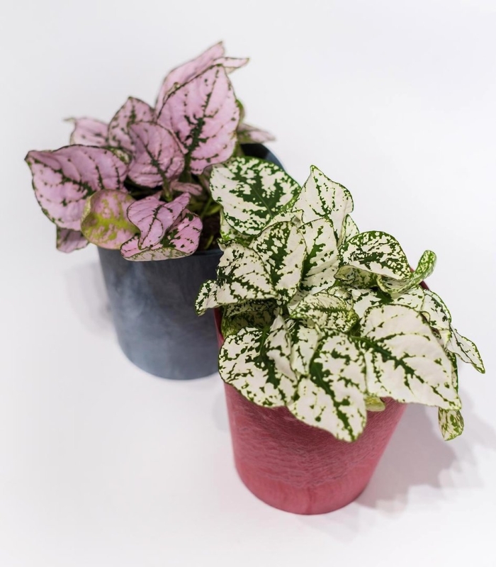 Фиттония гипоэстес