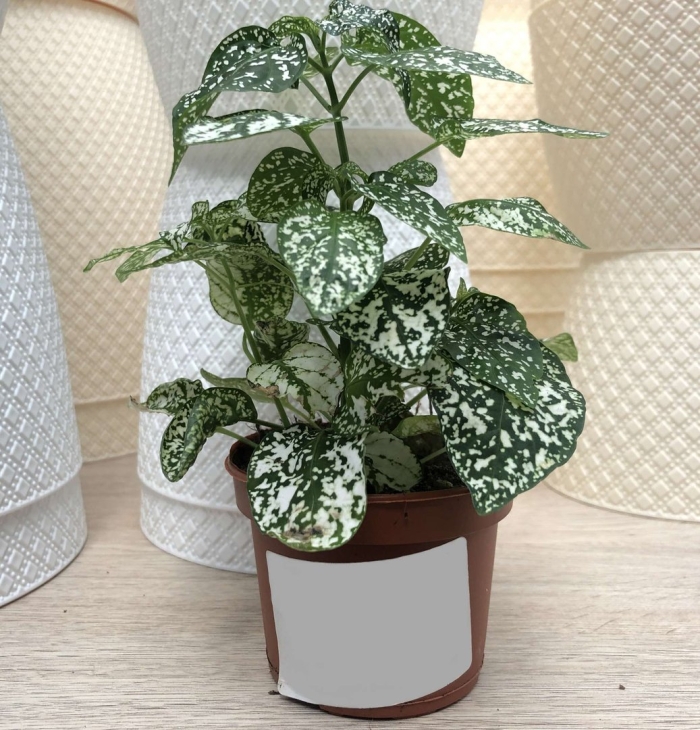 Гипоэстес белый