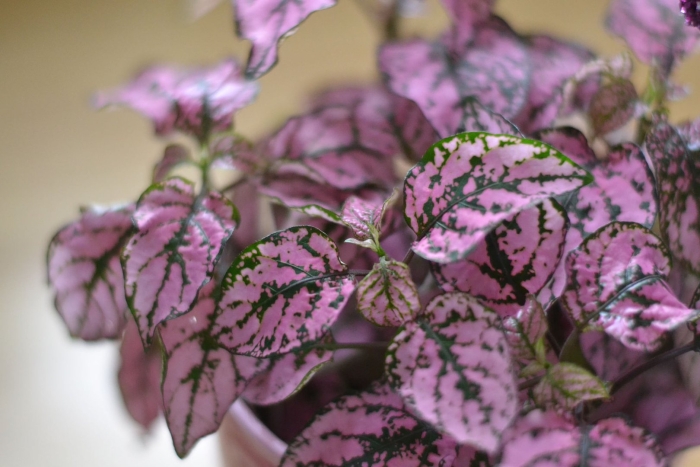 Гипоэстес красный мрамор