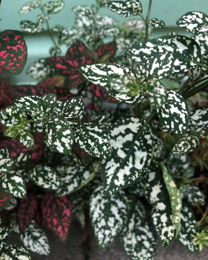 Гипоэстес цветок комнатный уход в домашних