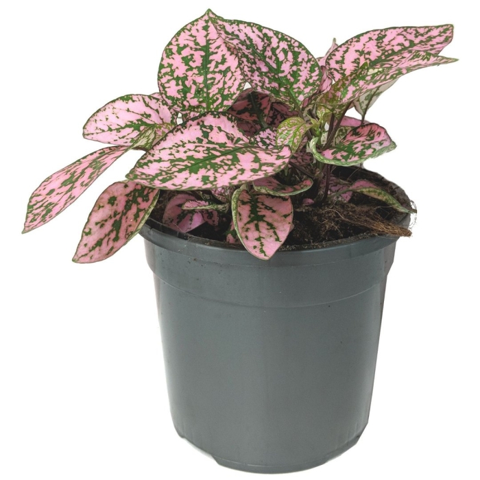 Плант микс гипоэстес