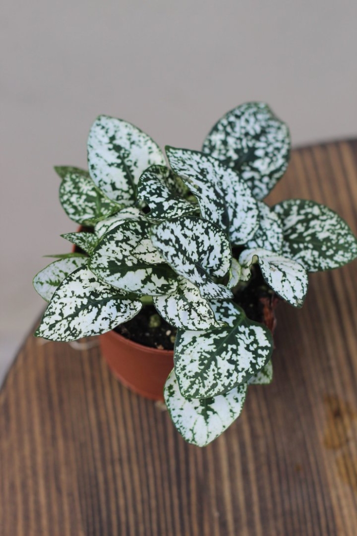 Пилея гипоэстес