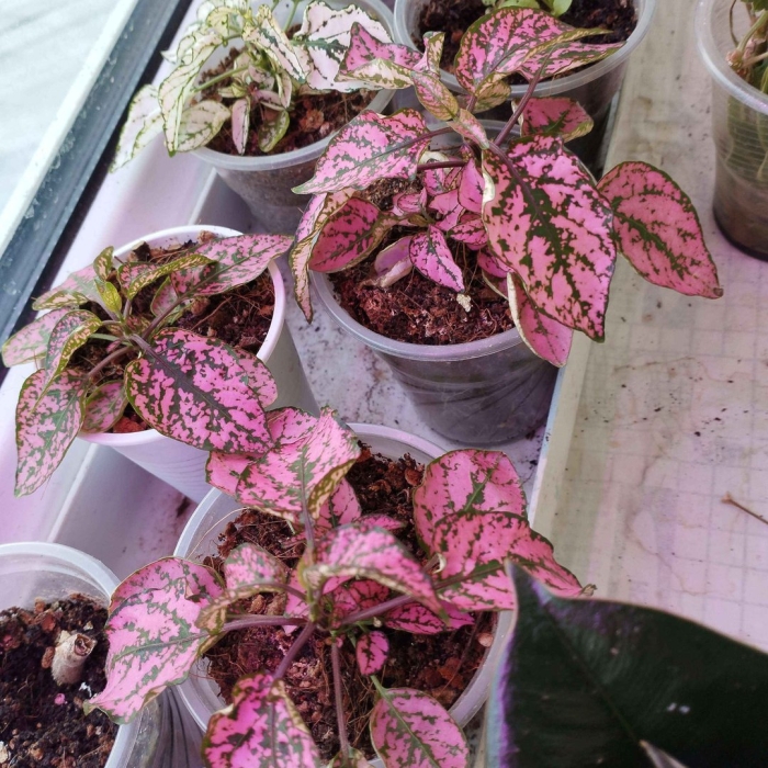 Гипоэстес листоколосниковый