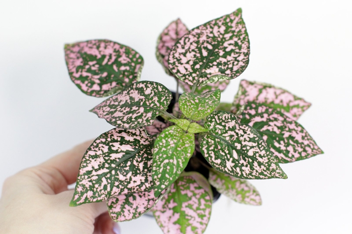 Гипоэстес кроваво красный