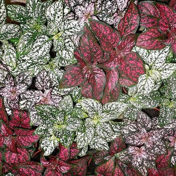 Гипоэстес листоколосниковый