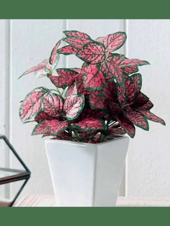 Гипоэстес растение