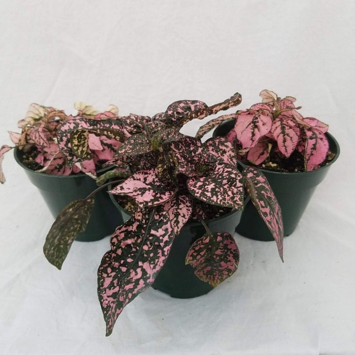 Пилея гипоэстес